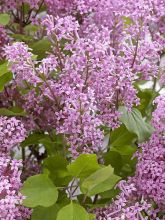 Lilas nain - Syringa meyeri Flowerfesta Pink