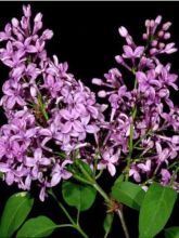 Lilas - Syringa chinensis Saugeana