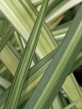 Phormium Cream Delight - Lin des montagnes.