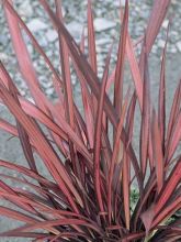 Phormium tenax Evening Glow - Lin de Nouvelle-Zélande 