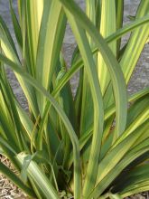 Phormium Golden Ray - Lin de Nouvelle-Zélande