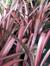 Phormium Pink Panther - Lin de Nouvelle-Zélande 