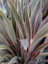 Phormium  Pink Stripe - Lin de Nouvelle-Zélande 