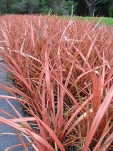 Phormium Rainbow Maiden - Lin de Nouvelle-Zélande