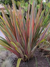 Phormium Sundowner - Lin de Nouvelle-Zélande