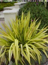 Phormium Yellow Wave - Lin de Nouvelle-Zélande 