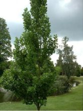 Liriodendron tulipifera Fastigiata - Tulipier de Virginie fastigié