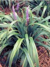 Liriope muscari 'Gold Banded'