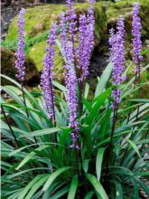 Liriope muscari Majestic