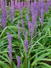 Liriope muscari 'Royal Purple'