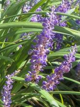 Liriope 'Super Blue'