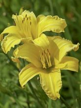 Hémérocalle comestible - Hemerocallis 'Buttercup' - Lis d'un jour