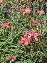 Lis d'un jour, Hémérocalle 'Neyron Rose'