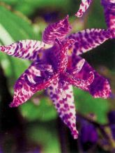 Lis orchidée - Tricyrtis formosana - Lis crapaud de Formose