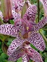 Lis Orchidée - Tricyrtis hirta Miyazaki