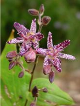 Tricyrtis Sinonome - Lis orchidée