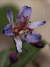 Lis orchidée - Tricyrtis hirta Taiwan Abdane