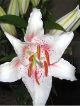 Lis trompette - Lilium Muscadet