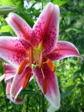 Lilium Stargazer - Lis Groupe trompette oriental