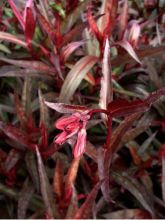 Lobelia speciosa Russian Princess - Lobélie hybride