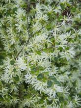 Loropetalum chinense Carolina Moonlight