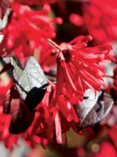 Loropetalum chinense Ever Red (Chang Nian Hong)