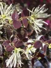 Loropetalum 'Ruby Snow'