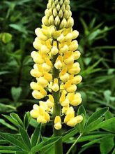 Lupin 'Chandelier'