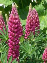 Lupin Gallery Red