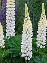 Lupin 'Gallery White'