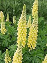 Lupin Gallery Yellow - Lupin hybride.