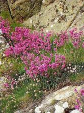 Lychnis viscaria Plena - Attrape-mouches à fleurs doubles