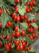 Goji Big Lifeberry® - Lycium barbarum