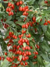 Goji Sweet Lifeberry® - Lycium barbarum