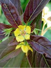 Lysimachia ciliata Fire Cracker - Lysimaque ciliée pourpre