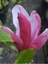 Magnolia liliflora Nigra 