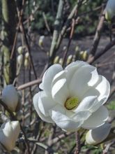 Magnolia dénudé 'Double Diamond'