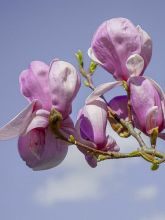 Magnolia denudata Festirose