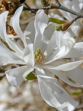 Magnolia étoilé - Magnolia stellata Waterlily