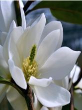 Magnolia 'Fairy White'® -Michelia-