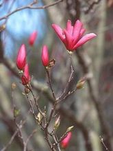 Magnolia  'Galaxy'