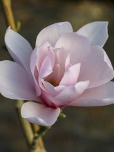 Magnolia 'Pink Beauty'