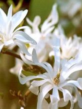 Magnolia stellata Royal Star  - Magnolia étoilé