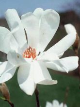 Magnolia loebneri Merrill