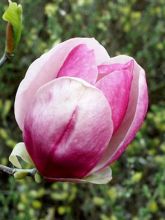 Magnolia soulangeana Rustica Rubra