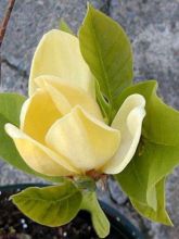 Magnolia brooklyniensis.Yellow Bird