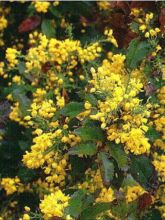 Mahonia aquifolium Apollo - Mahonie à feuilles de houx.