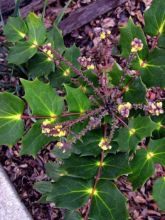 Mahonia du Japon 'Hivernant'