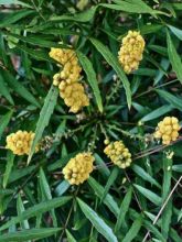 Mahonia eurybracteata 'Soft Caress'