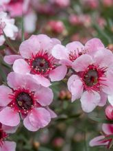 Leptospermum  scoparium Martini - Arbre à thé